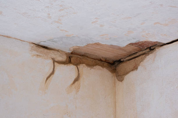 Best Water damage cleanup near me  in Plains, MT